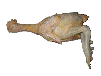 Mature Chicken - QP