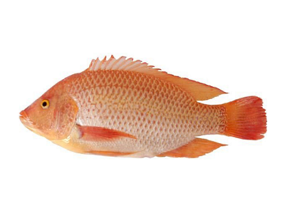 Red Tilapia - KIM SON