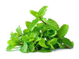 Fresh Mint 60g - Bai Saranae