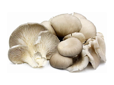  Phoenix Oyster Mushroom 200g
