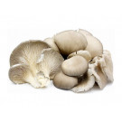  Phoenix Oyster Mushroom 200g